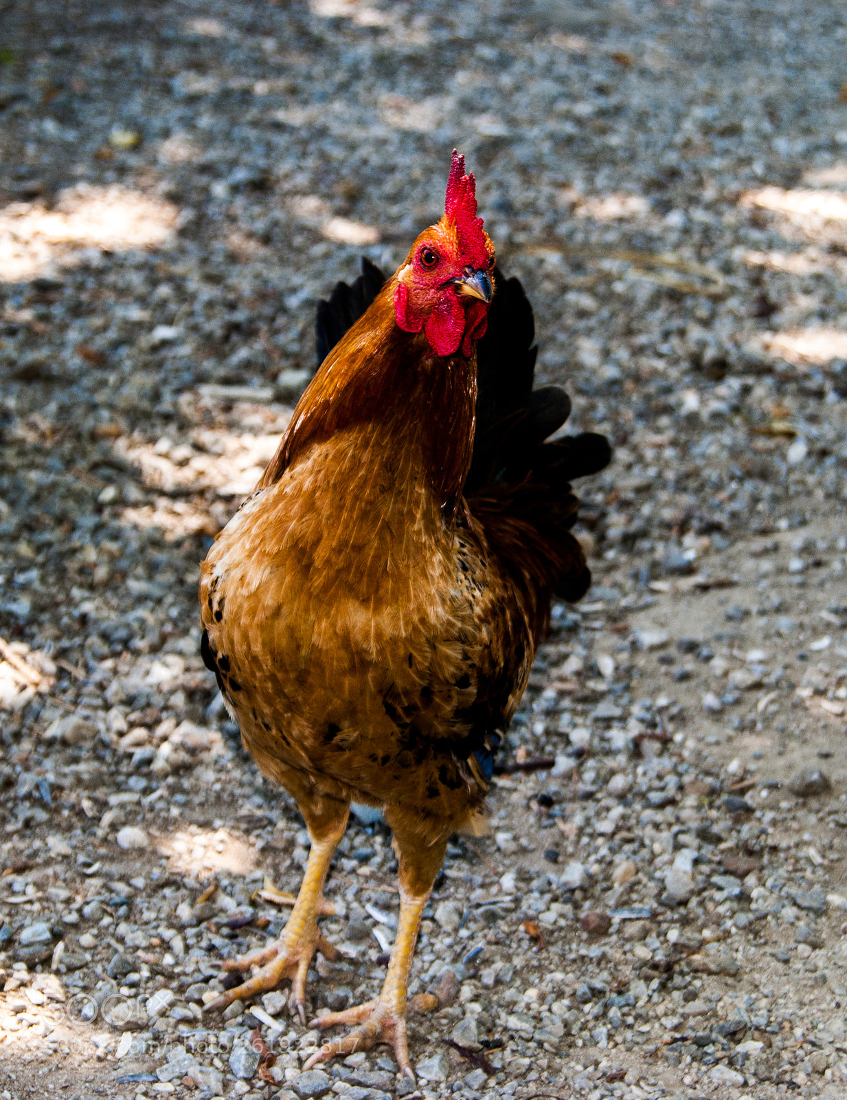 Sony Alpha DSLR-A230 sample photo. Hen1 photography