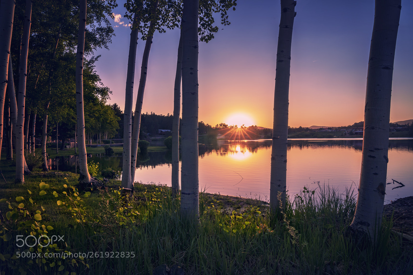 Sony a7R II sample photo. Sunset through the tress photography