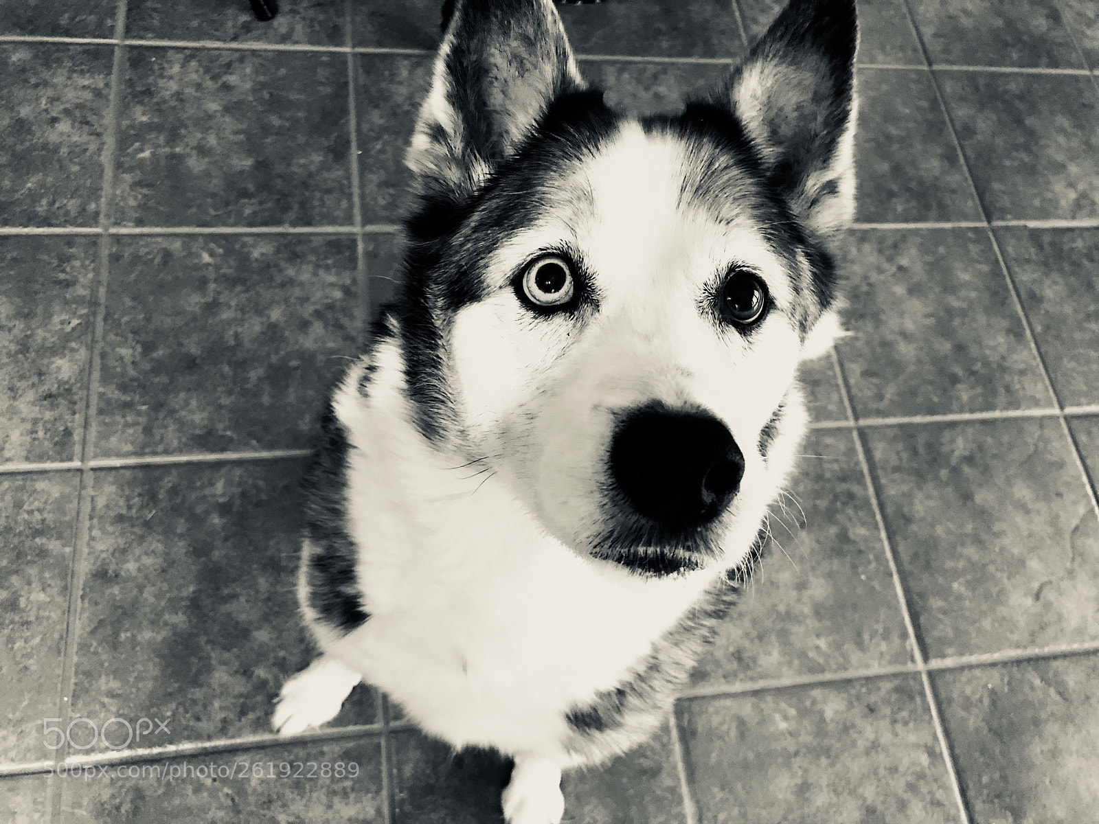 Apple iPhone 8 sample photo. Did you say treat? photography