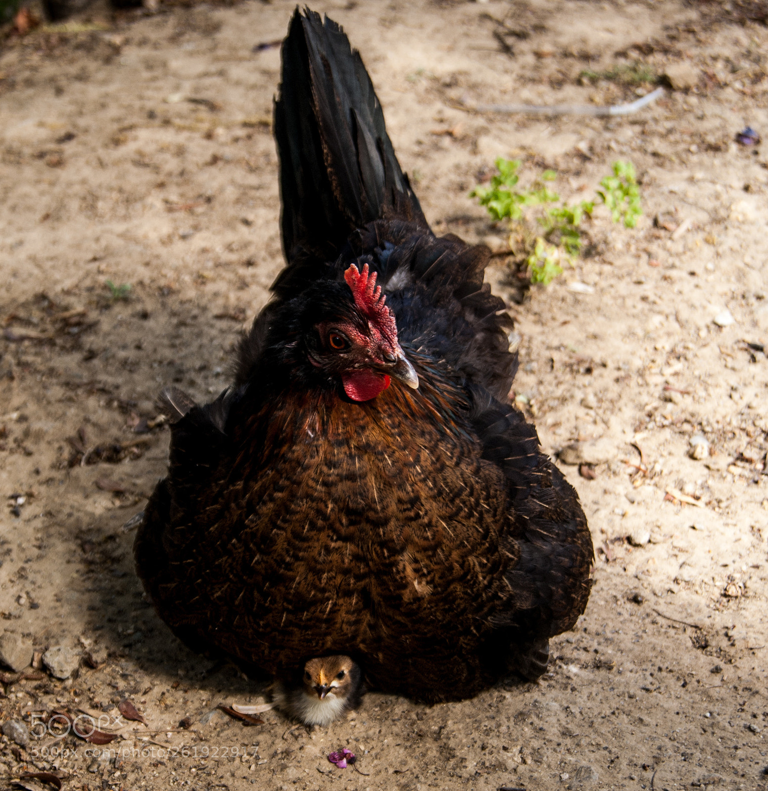 Sony Alpha DSLR-A230 sample photo. Hen2 photography