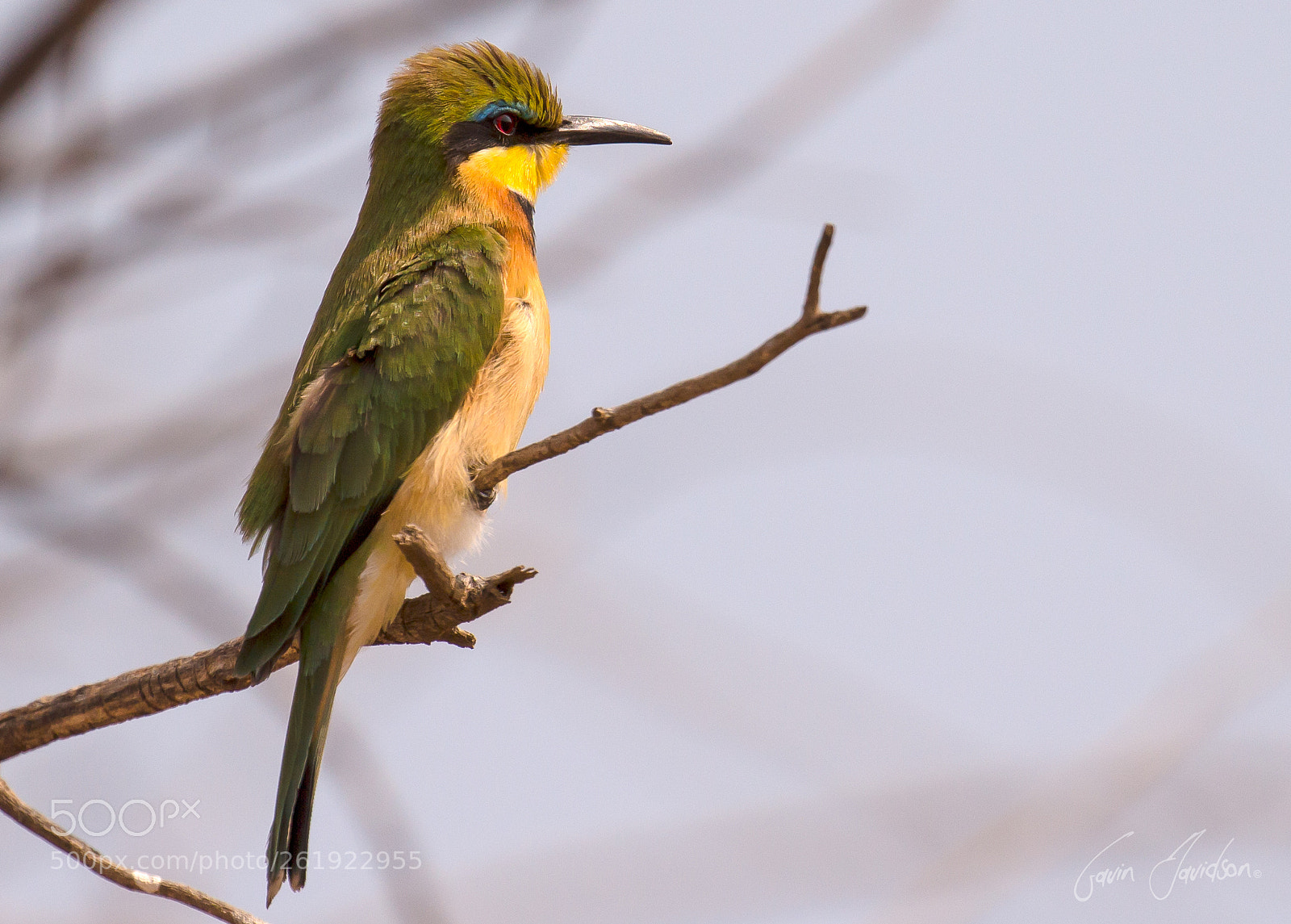 Canon EOS 700D (EOS Rebel T5i / EOS Kiss X7i) sample photo. Little bee-eater photography