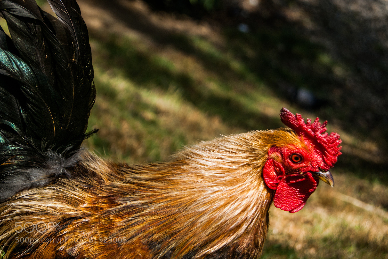 Sony Alpha DSLR-A230 sample photo. Hen3 photography