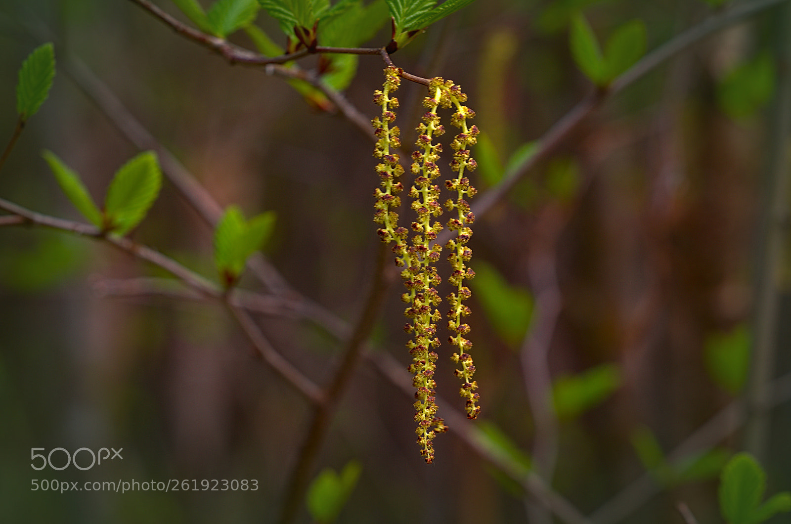 Nikon D7000 sample photo. Flowering birch photography