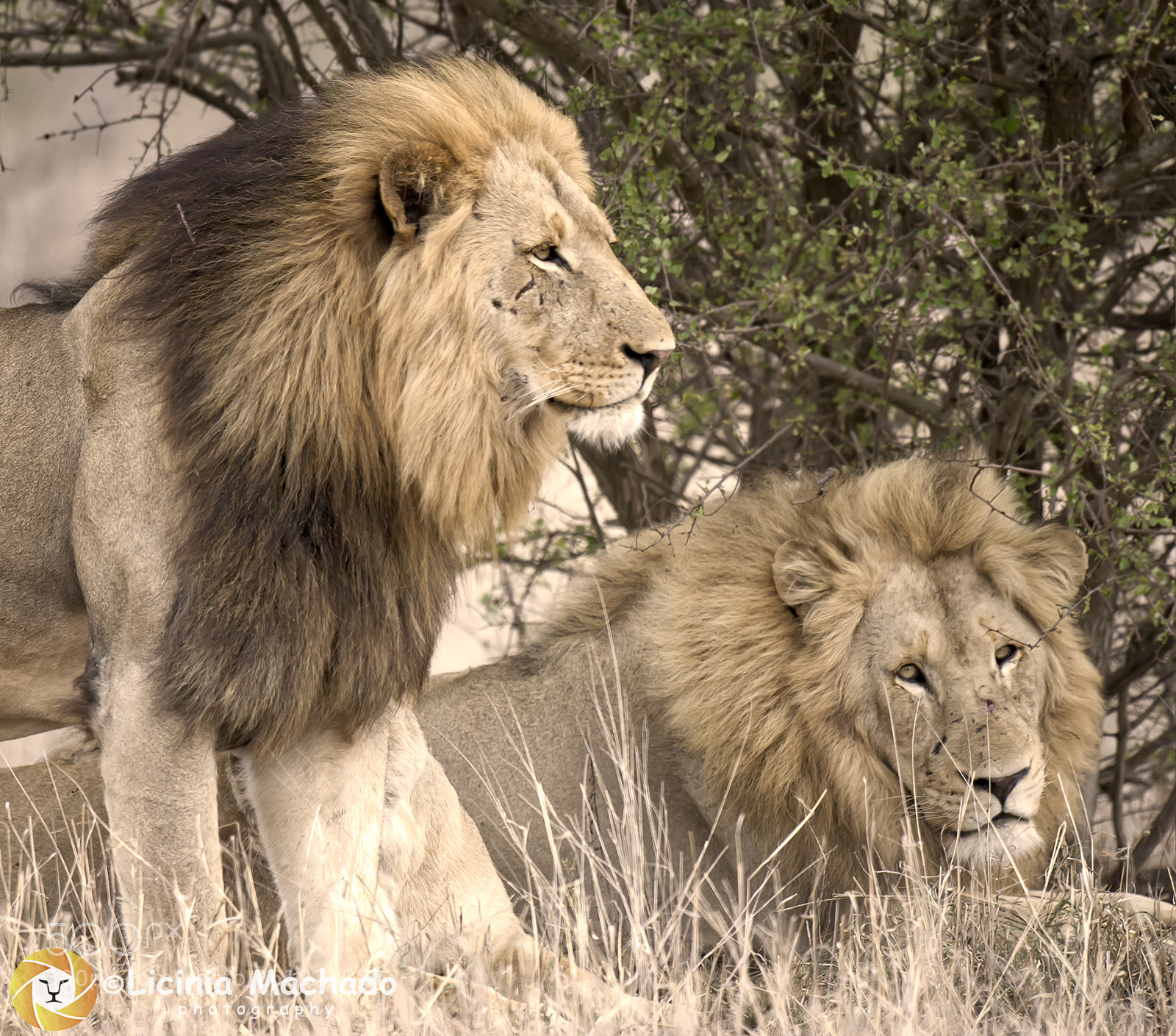 Nikon D3S sample photo. Lions sepia photography