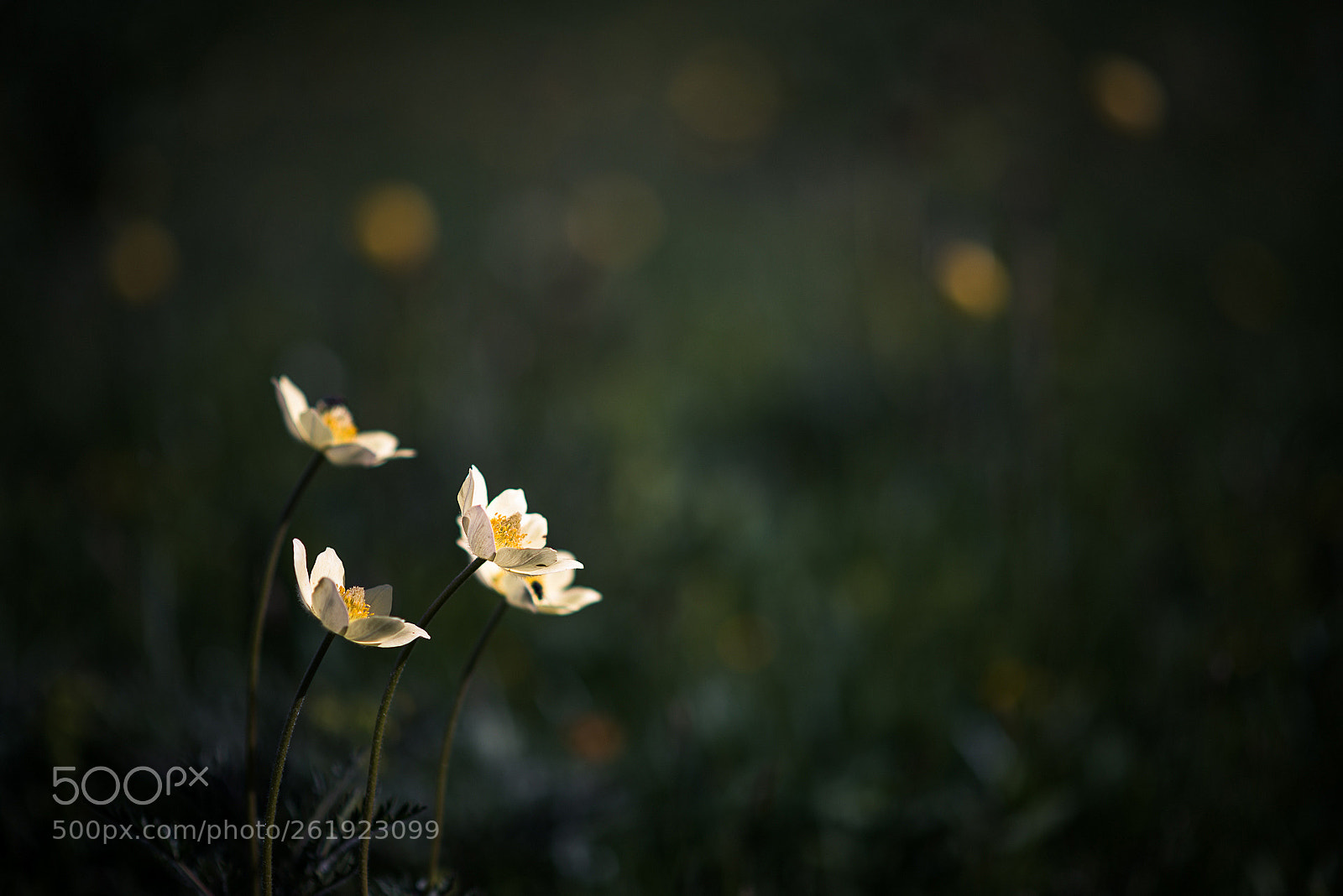 Nikon D800 sample photo. Montain flower photography