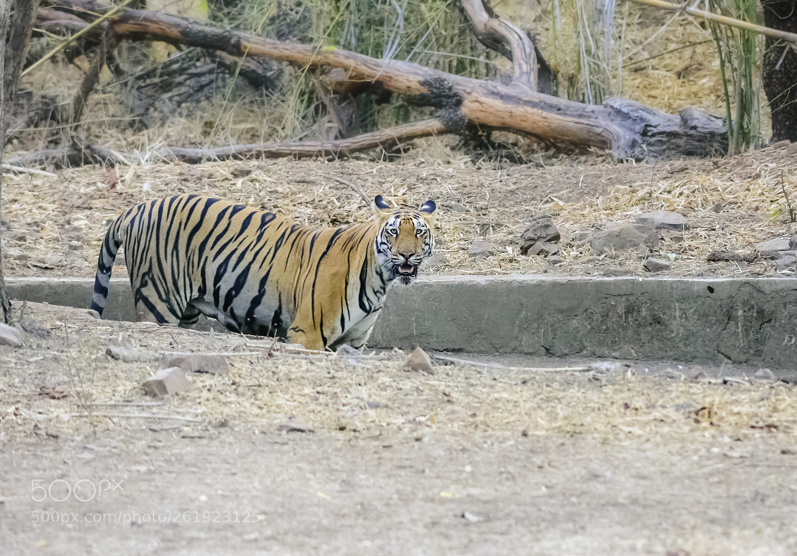Nikon D7200 sample photo. Royal bengal tiger, panthera photography