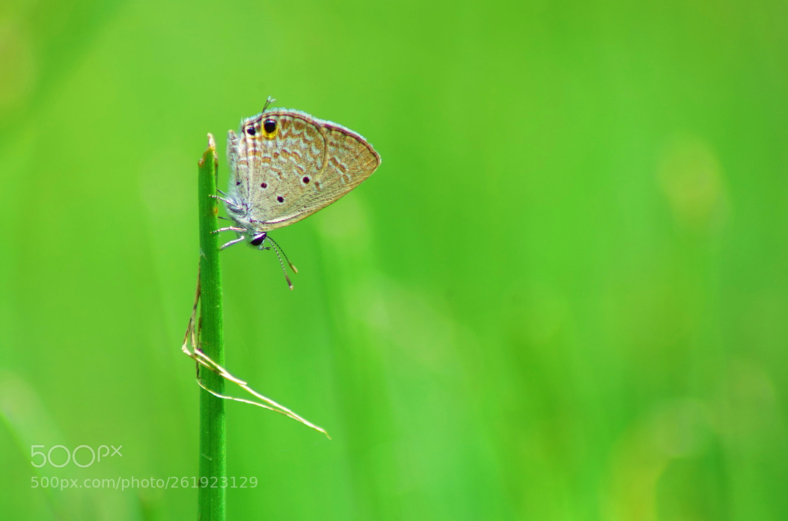 Pentax K-500 sample photo. Plains cupid ! photography