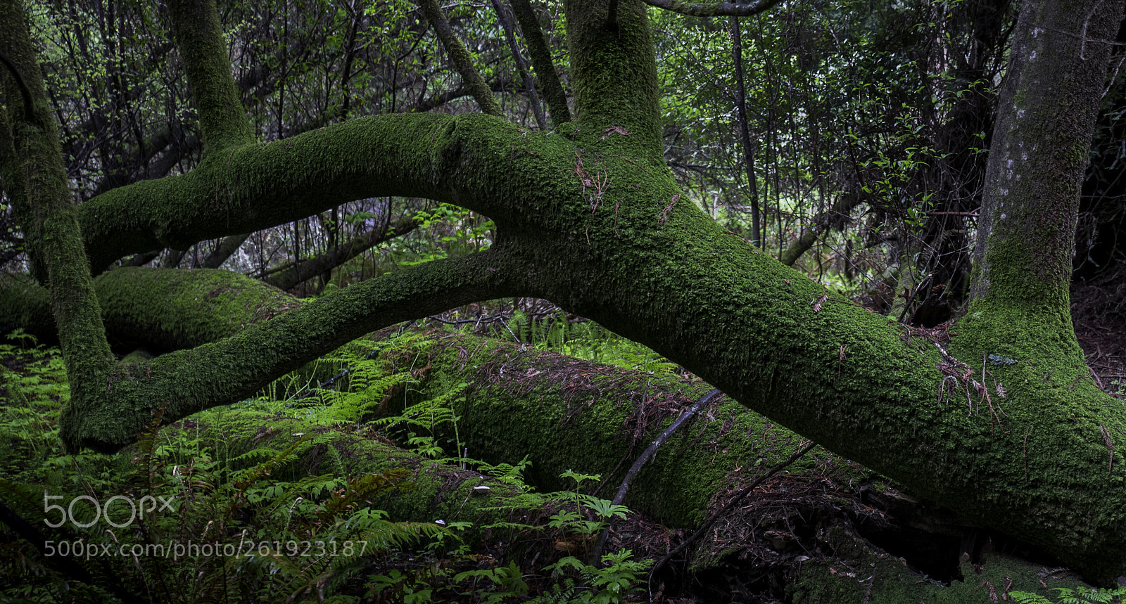 Leica Q (Typ 116) sample photo. Forest floor photography
