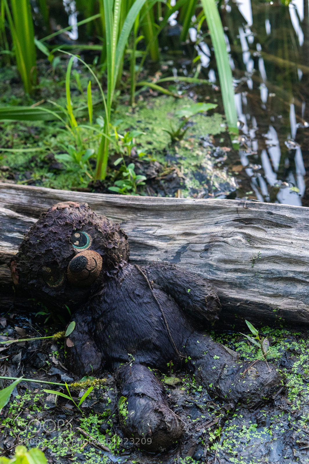 Nikon D750 sample photo. Teddy bear left alone photography