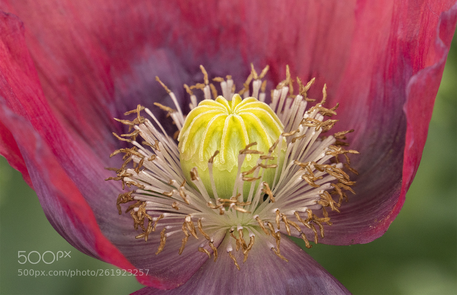 Sony a6500 sample photo. Poppy attraction photography