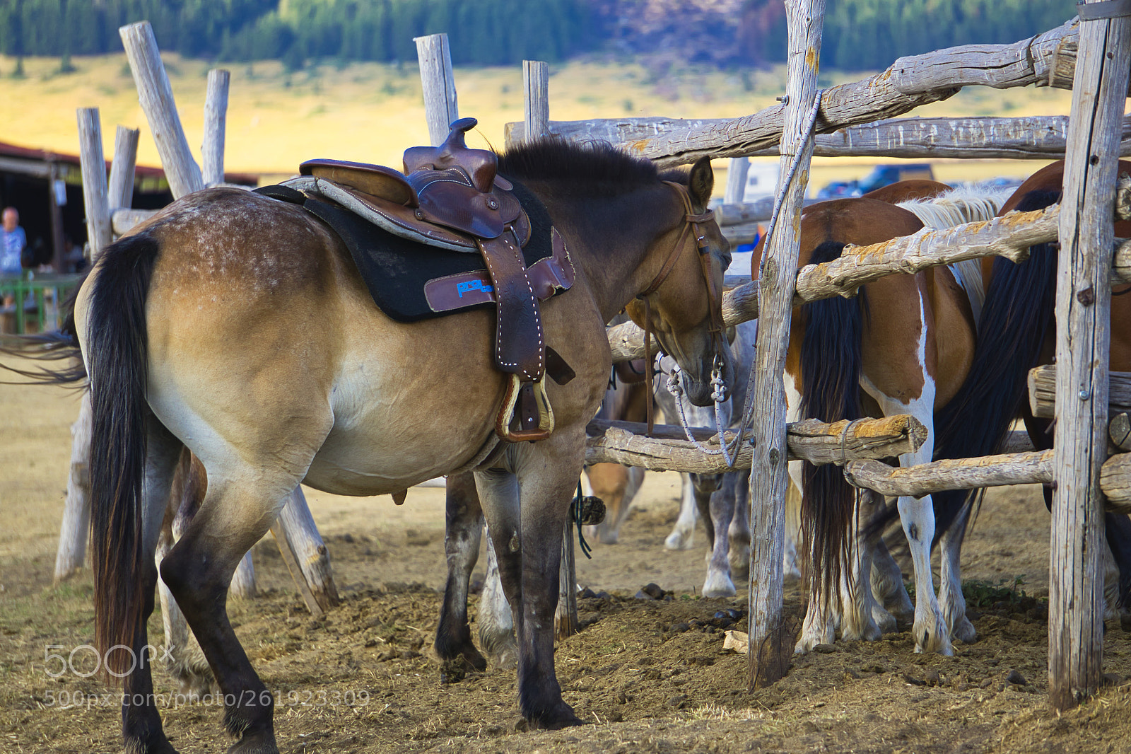 Sony a6000 sample photo. Dsc photography