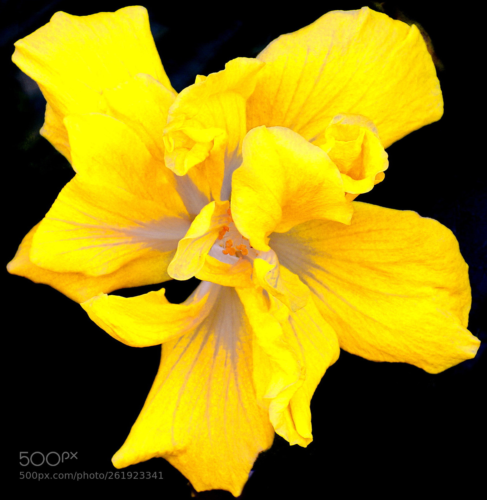 Nikon D7200 sample photo. A gold flower in photography