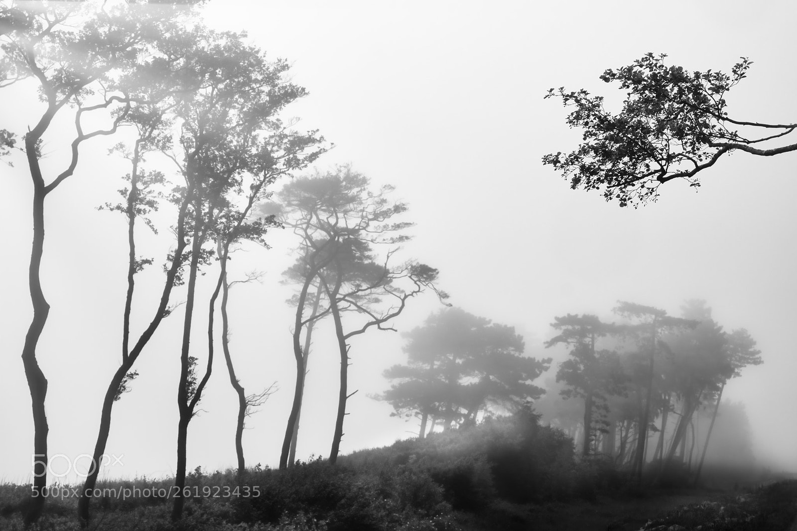 Fujifilm X-T2 sample photo. Foggy morning photography