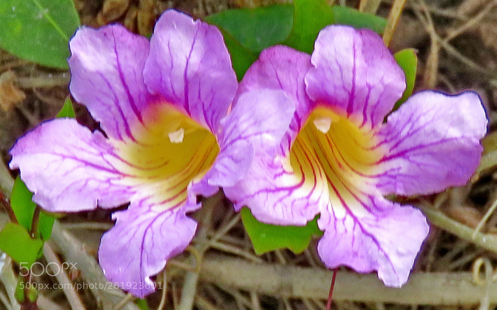 Canon PowerShot SX60 HS sample photo. Two purple flowers in photography