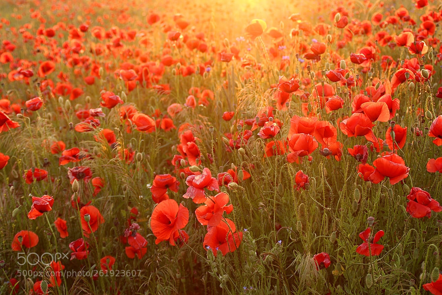 Canon EOS 700D (EOS Rebel T5i / EOS Kiss X7i) sample photo. Mohn am abend photography