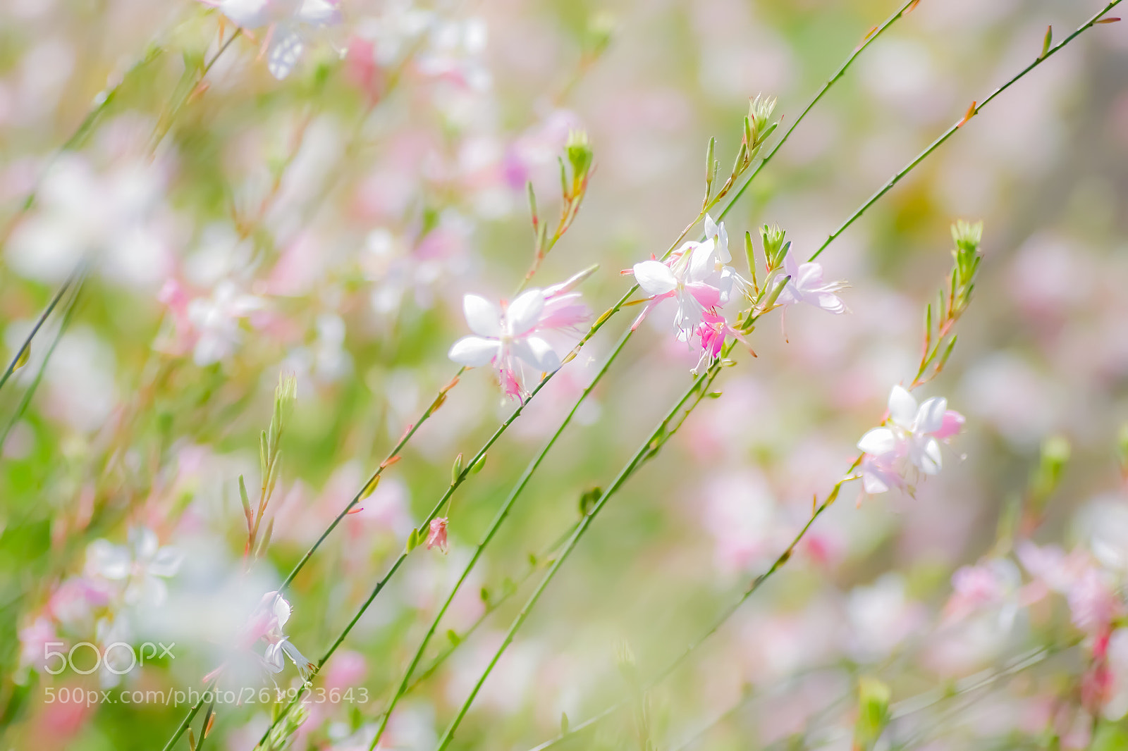 Pentax K-S2 sample photo. Like white butterflies photography