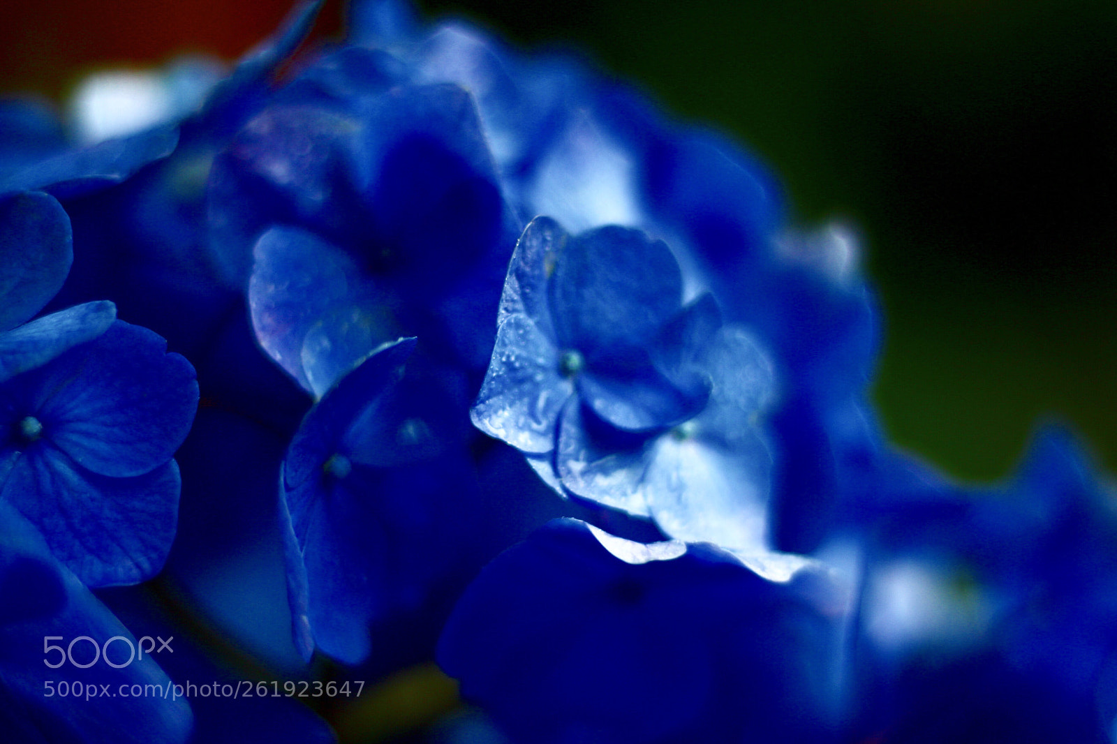 Canon EOS 70D sample photo. Hydrangea photography