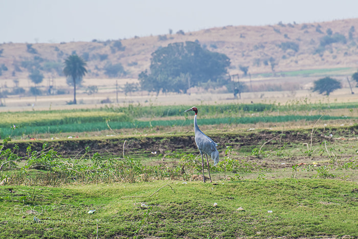 Nikon D3100 sample photo. Sarus crane photography
