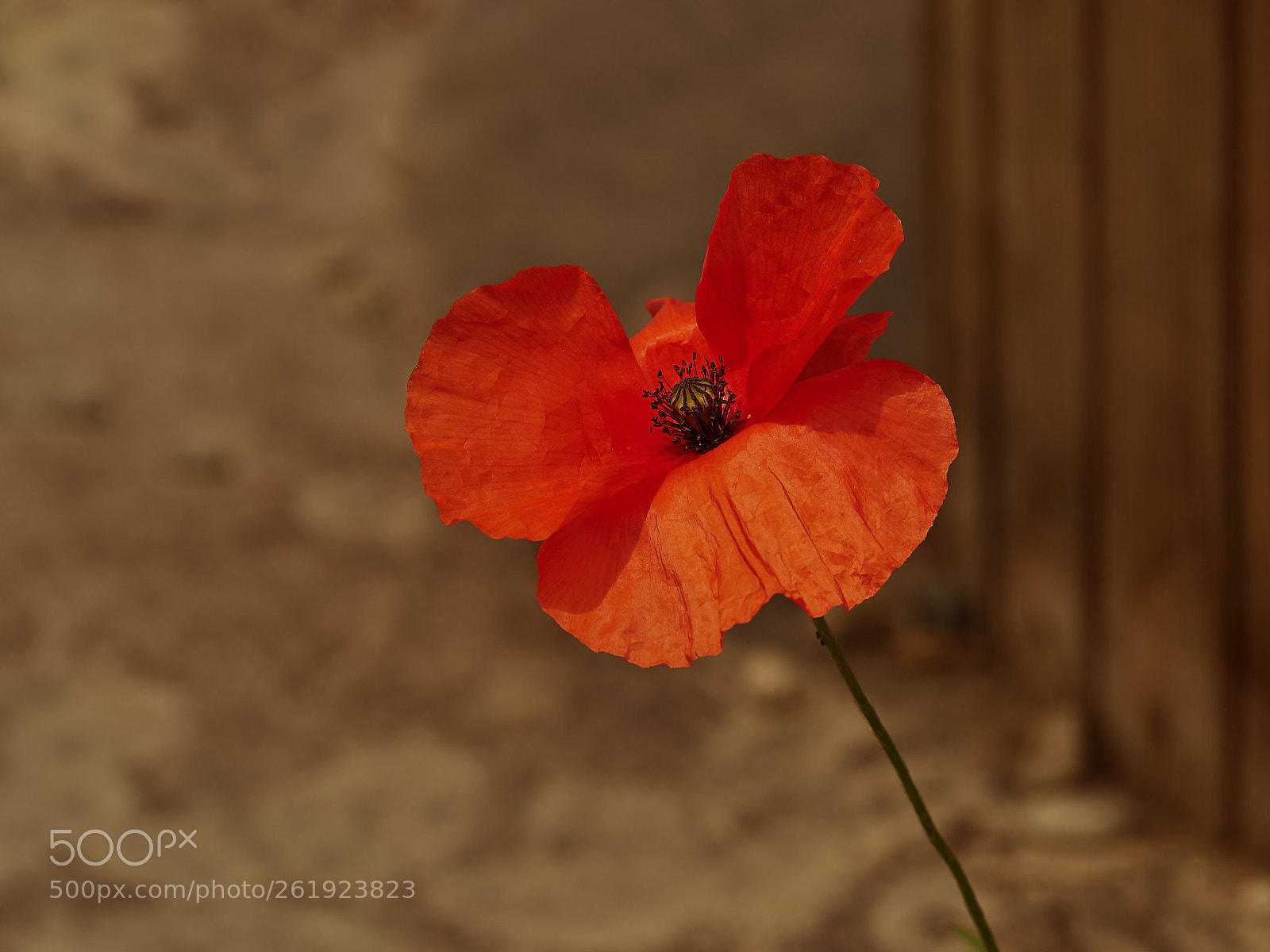 Olympus OM-D E-M5 II sample photo. Mohnblume photography