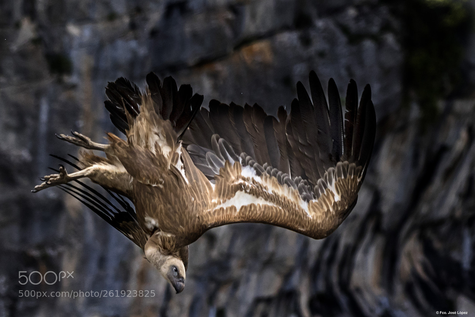 Canon EOS 7D Mark II sample photo. Buitre leonado (gyps fulvus) photography