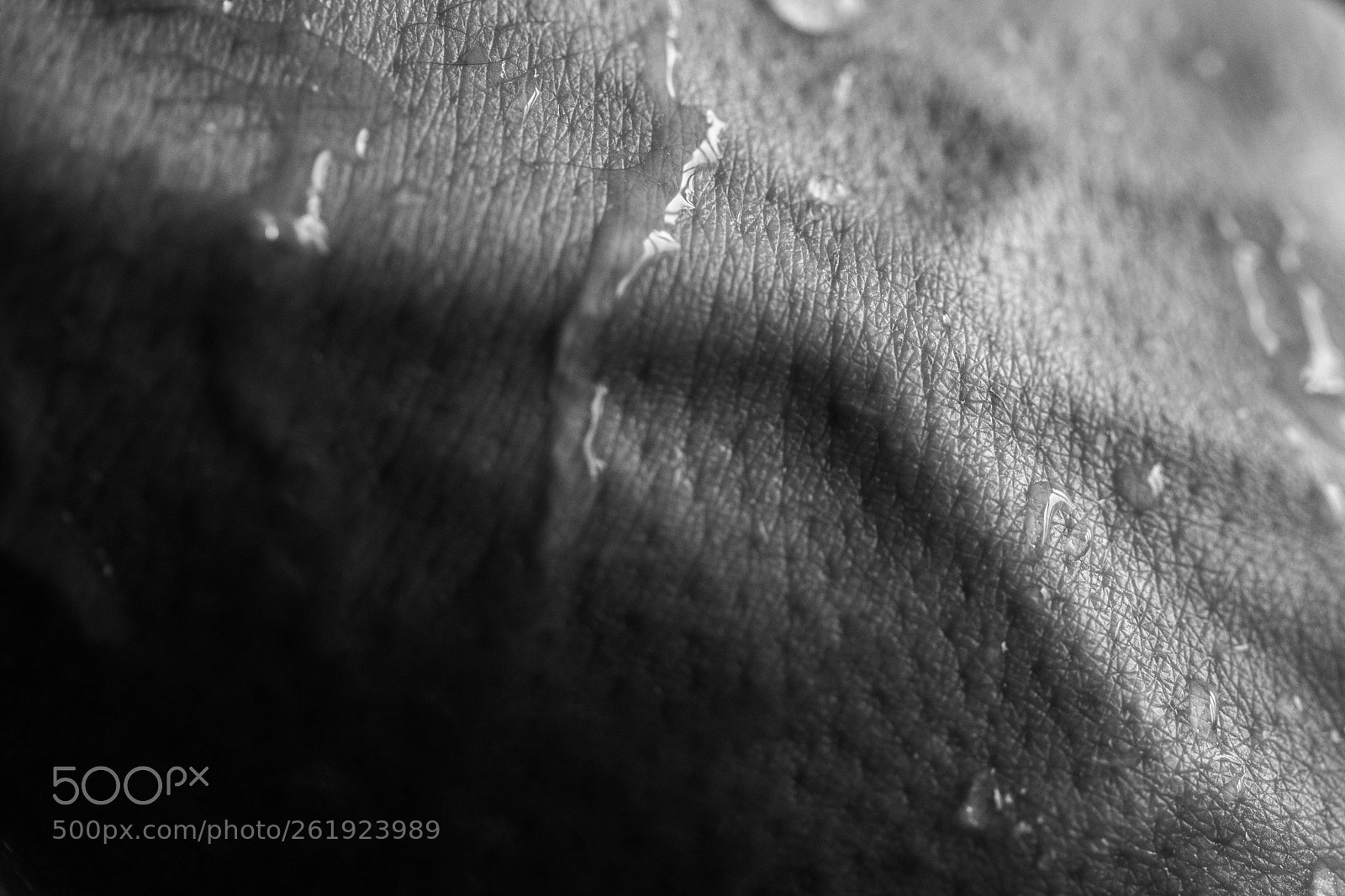 Canon EOS 5D Mark IV sample photo. Hand photography