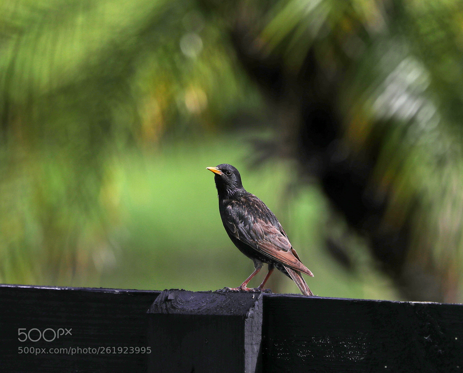Canon EOS-1D X Mark II sample photo. 06-12-18-0022196.jpg photography