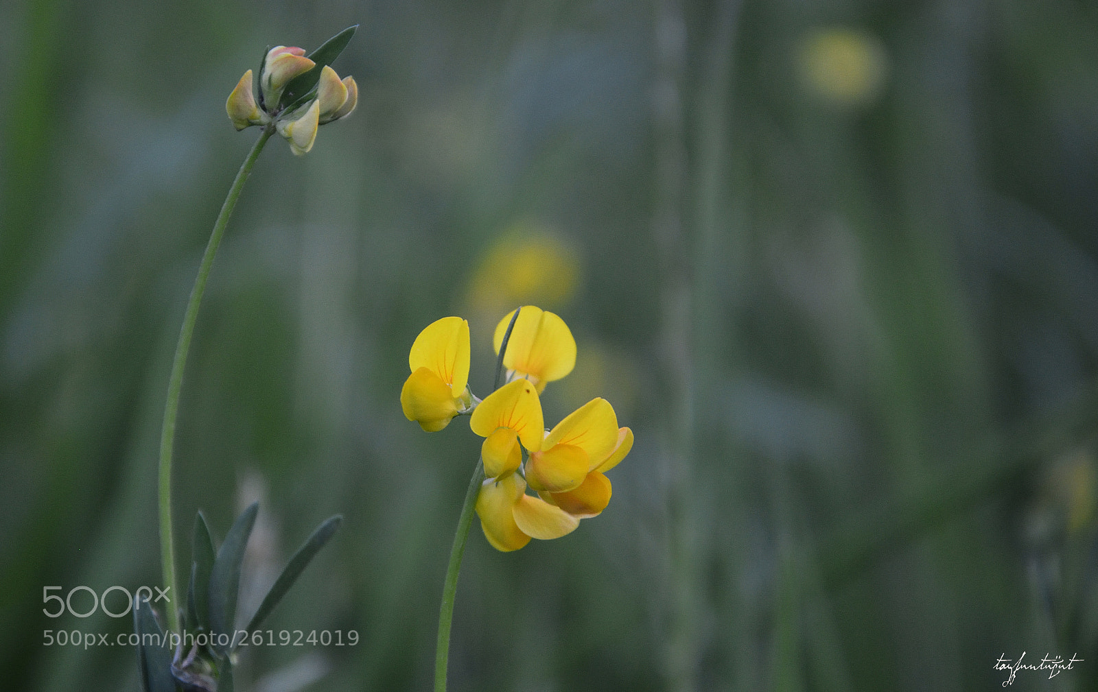 Nikon D5200 sample photo. Ordinary photography