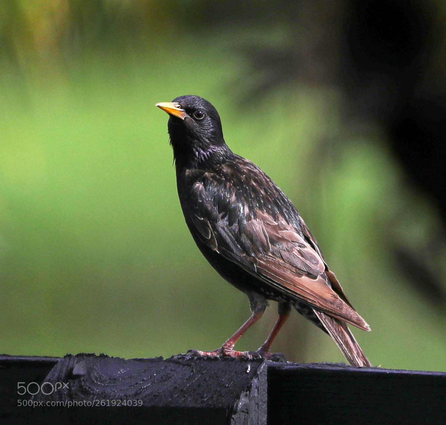 Canon EOS-1D X Mark II sample photo. 06-12-18-0022195.jpg photography
