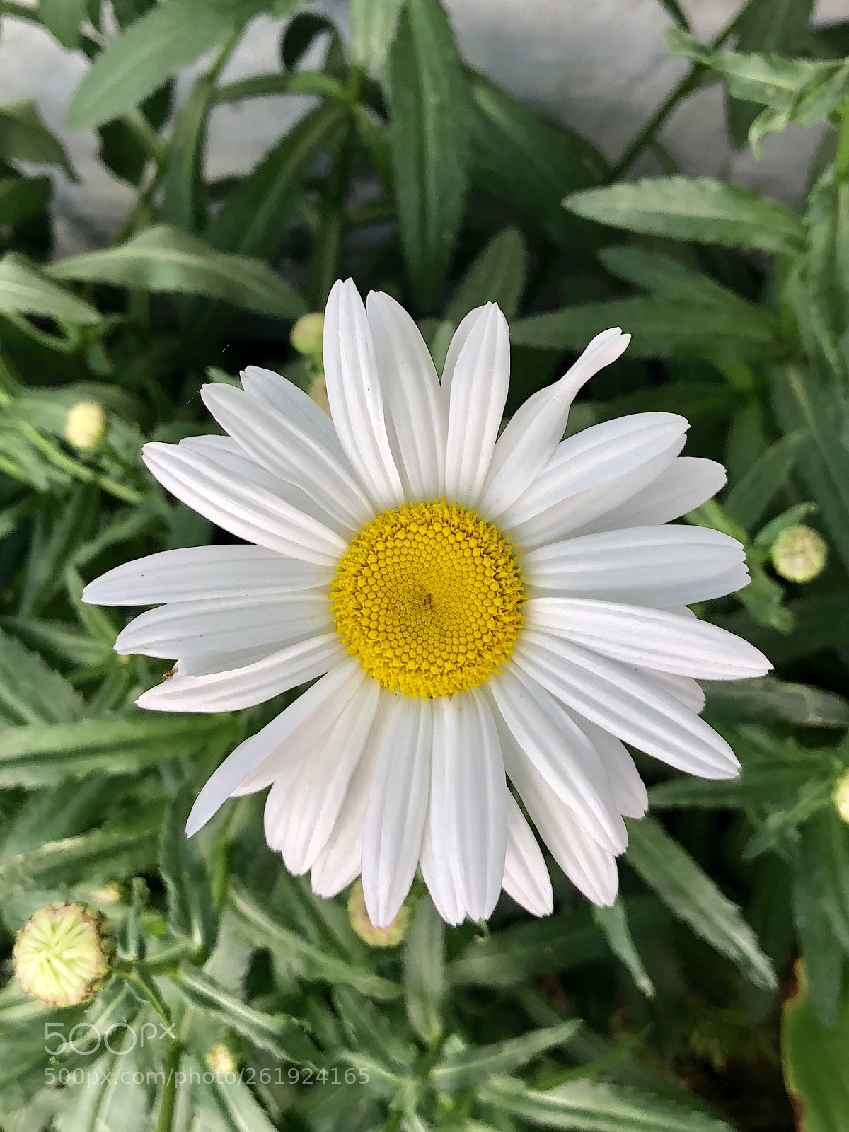 Apple iPhone 8 sample photo. Untitled photography