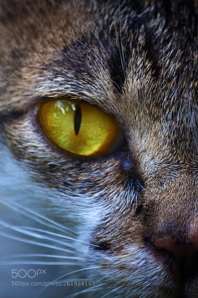 Nikon D90 sample photo. The eye photography