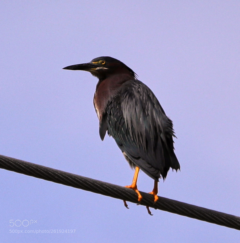 Canon EOS-1D X Mark II sample photo. 06-12-18-0022186.jpg photography