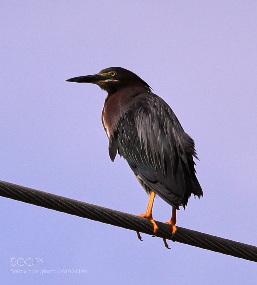 Canon EOS-1D X Mark II sample photo. 06-12-18-0022185.jpg photography