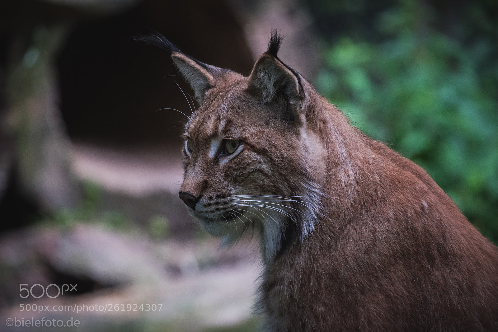 Fujifilm X-T20 sample photo. Lynx photography
