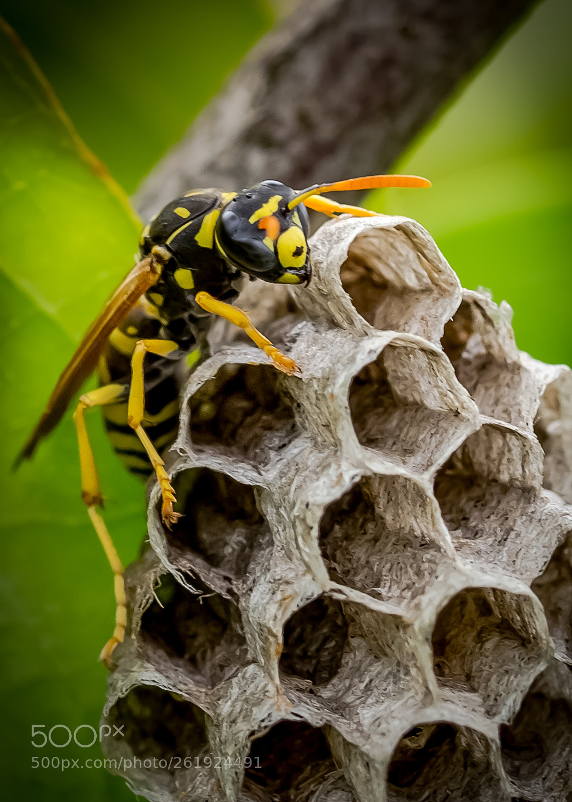 Canon EOS 6D sample photo. Wasp at work photography