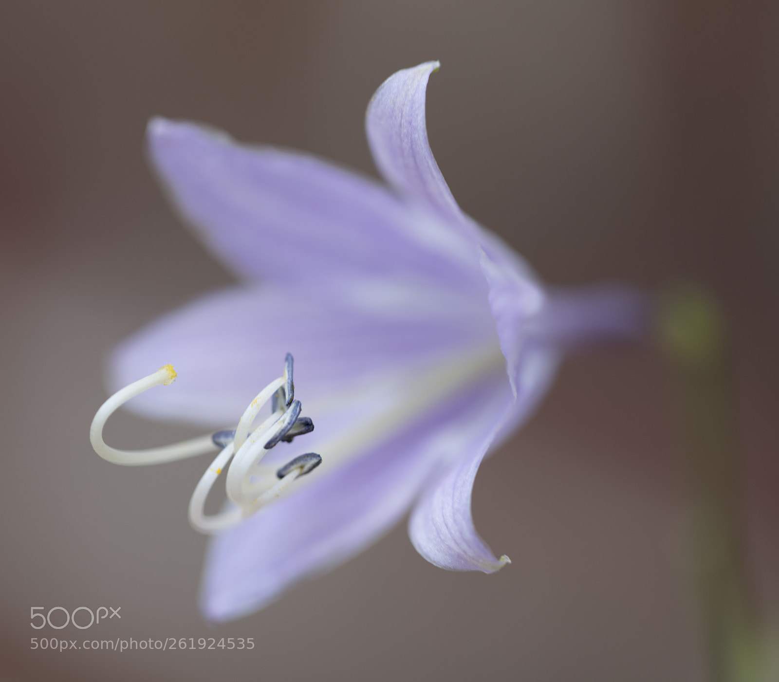 Canon EOS 5DS R sample photo. Hosta flower photography