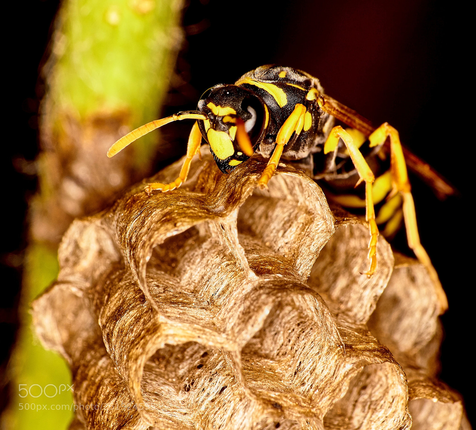 Canon EOS 550D (EOS Rebel T2i / EOS Kiss X4) sample photo. Wasp working photography
