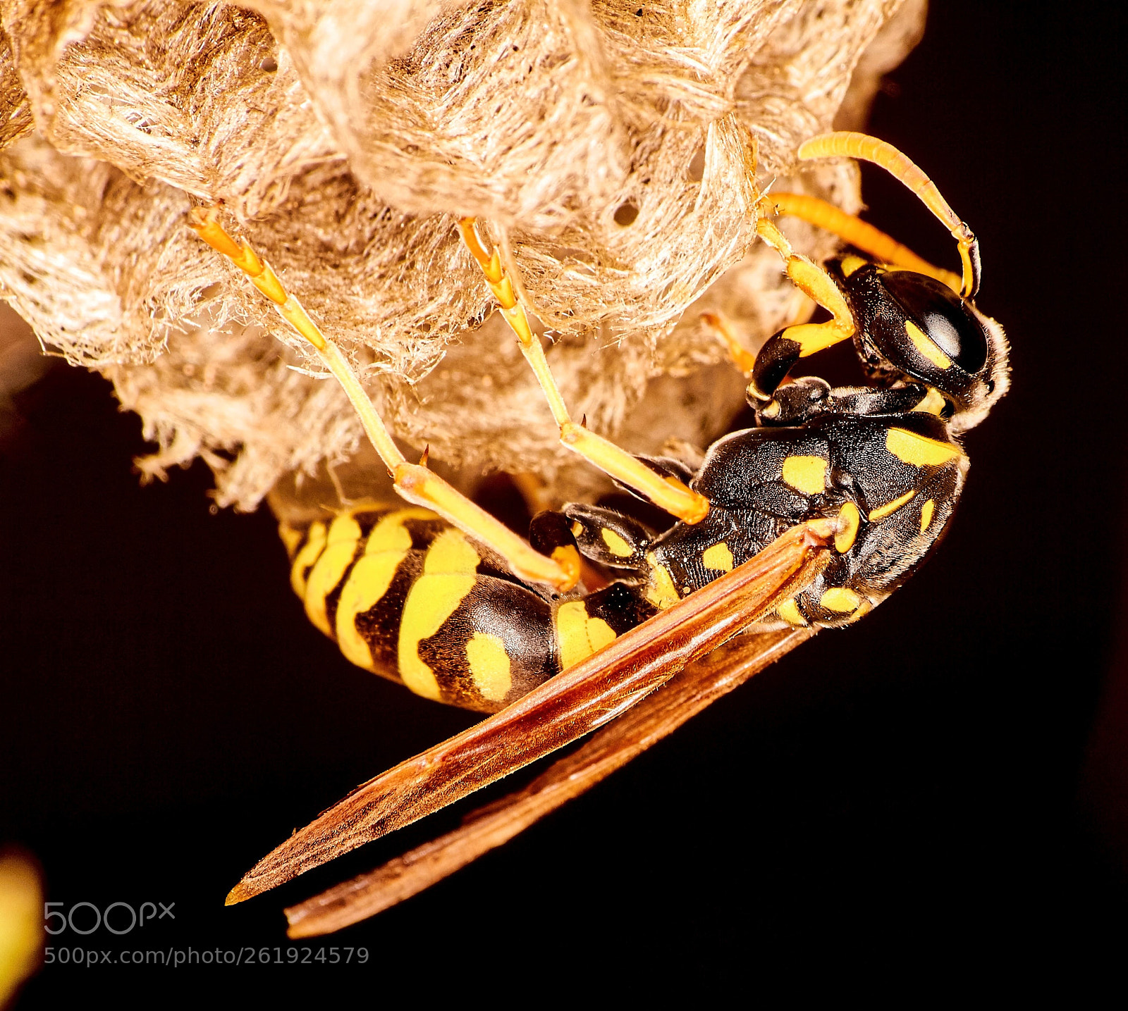 Canon EOS 550D (EOS Rebel T2i / EOS Kiss X4) sample photo. Wasp building a nest photography