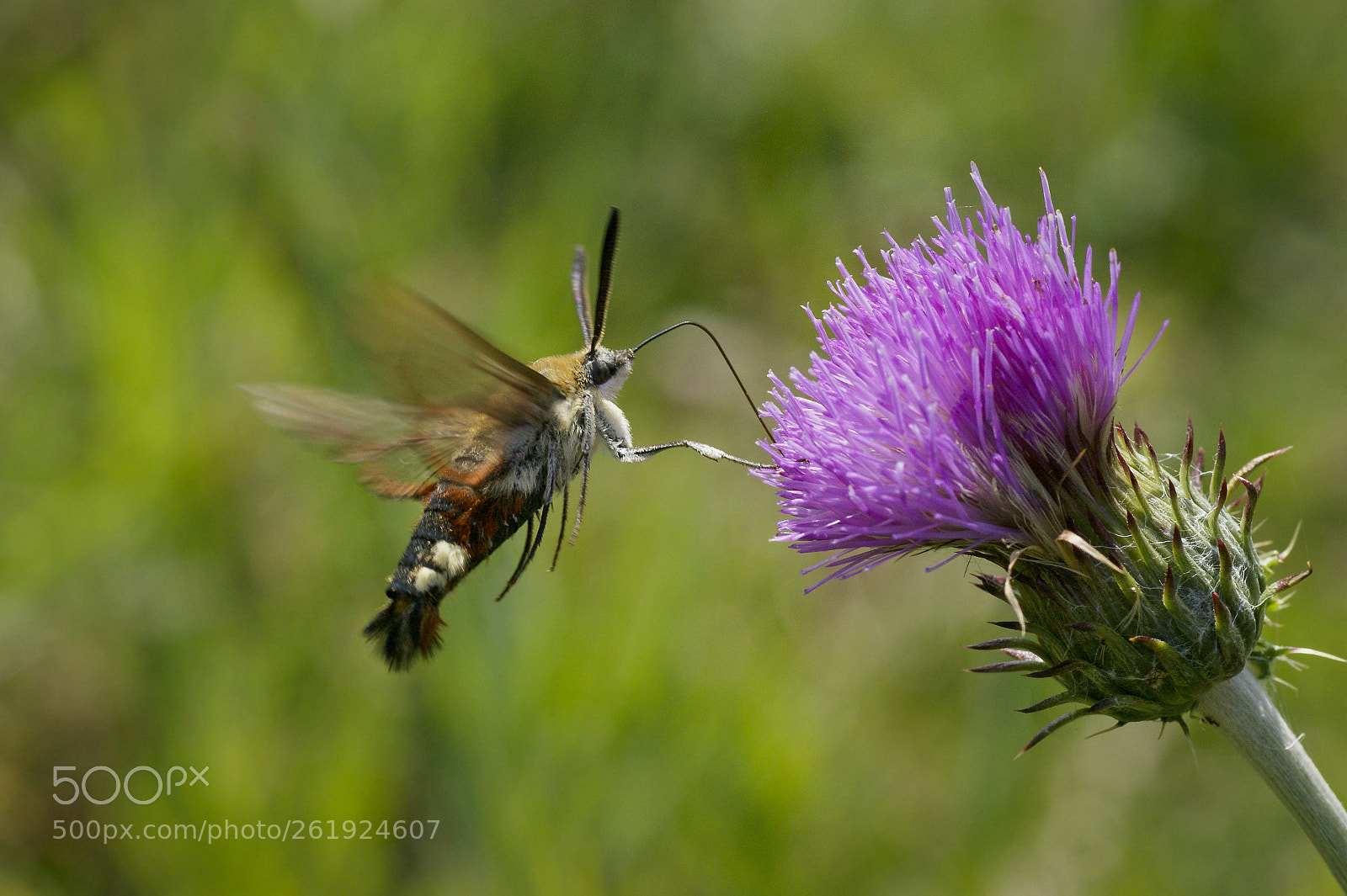Sony Alpha DSLR-A350 sample photo. Broad-bordered bee hawk-moth hemaris photography