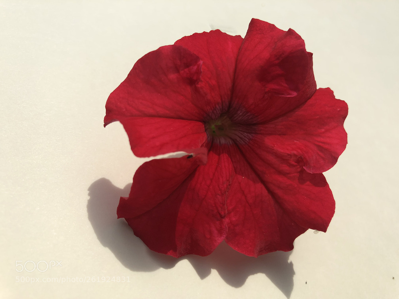 Apple iPhone 8 sample photo. Red petunia in white. photography