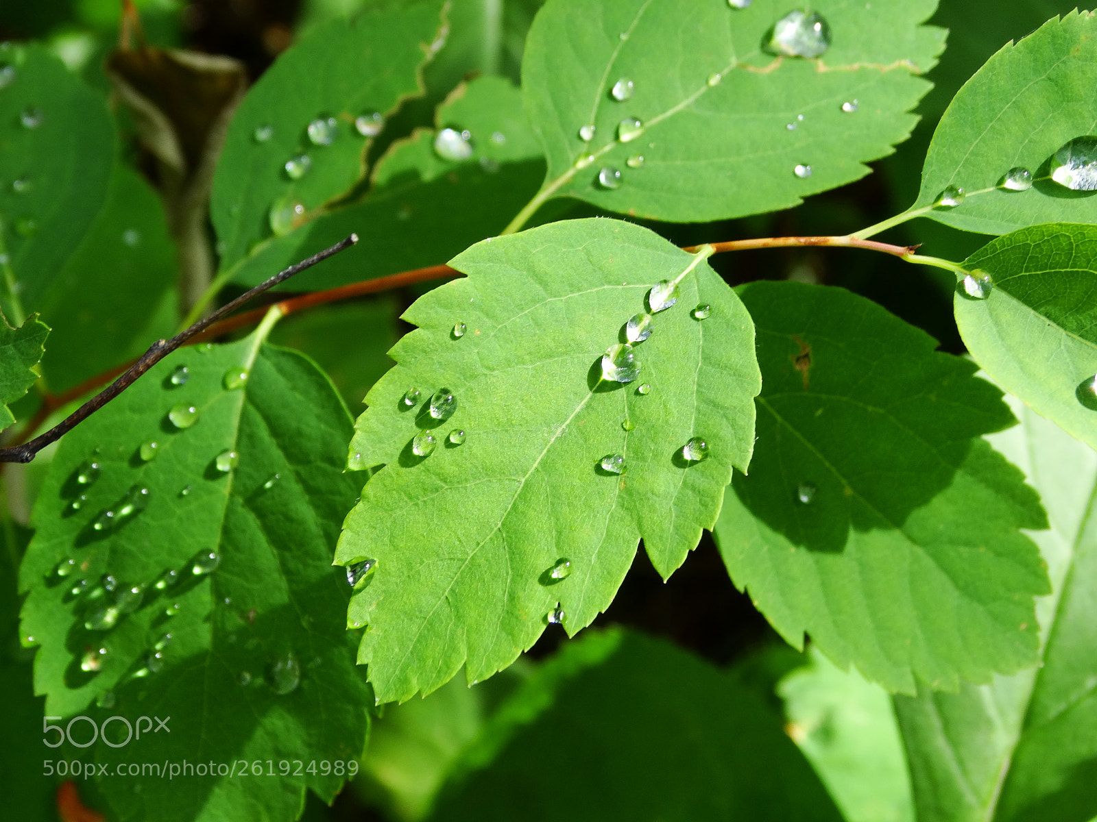 Sony Cyber-shot DSC-HX300 sample photo. Dsc photography