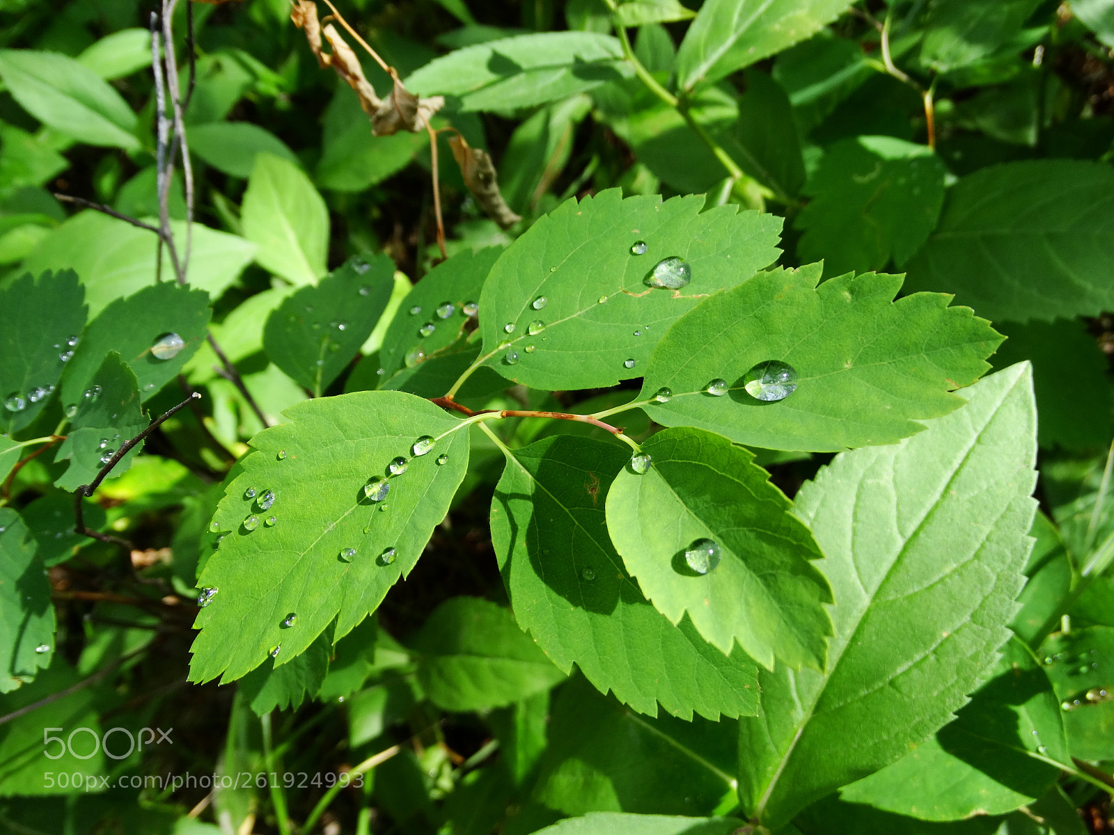 Sony Cyber-shot DSC-HX300 sample photo. Dsc photography