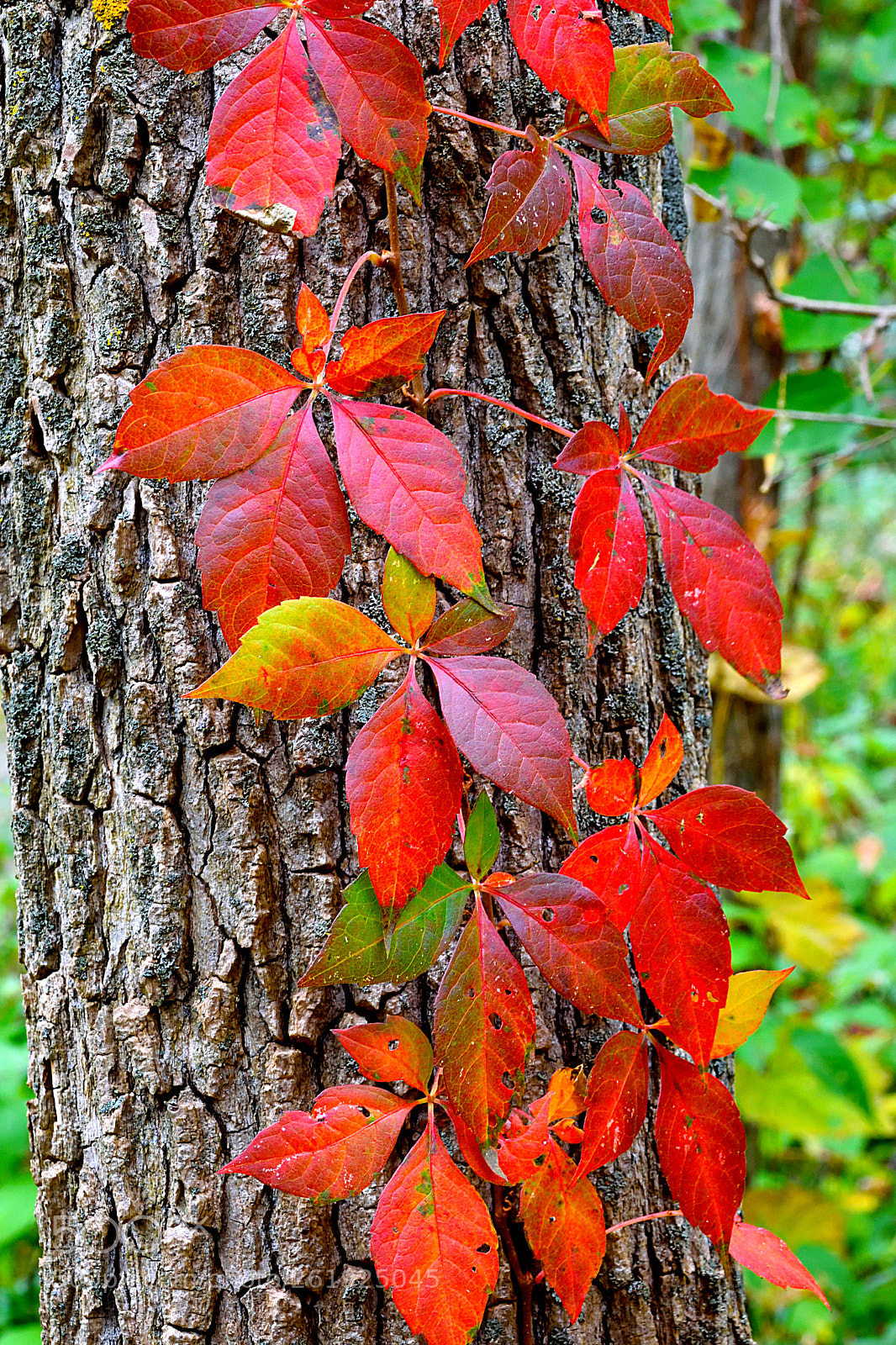 Nikon D3300 sample photo. () photography