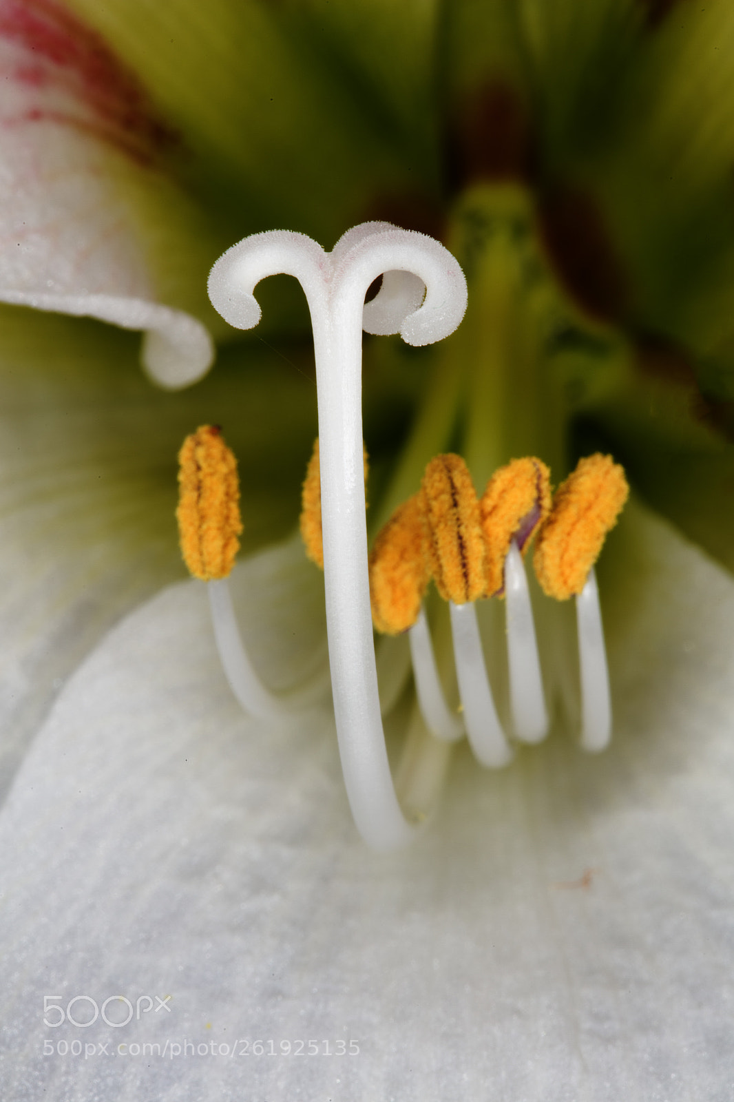 Canon EOS 5DS R sample photo. Amaryllis mbg () photography