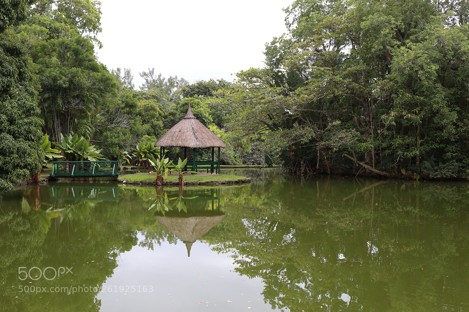 Canon EOS 6D sample photo. Rainforest photography