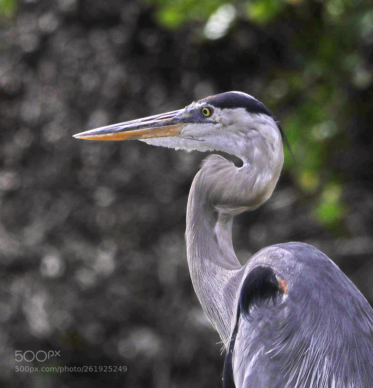 Canon EOS-1D X Mark II sample photo. 06-12-18-0022149.jpg photography