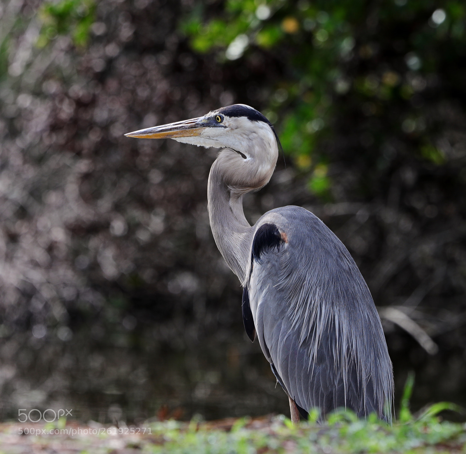 Canon EOS-1D X Mark II sample photo. 06-12-18-0022145.jpg photography