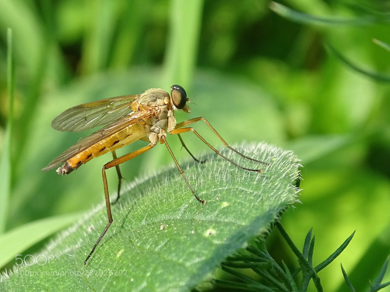 Sony Cyber-shot DSC-HX400V sample photo. Fly photography