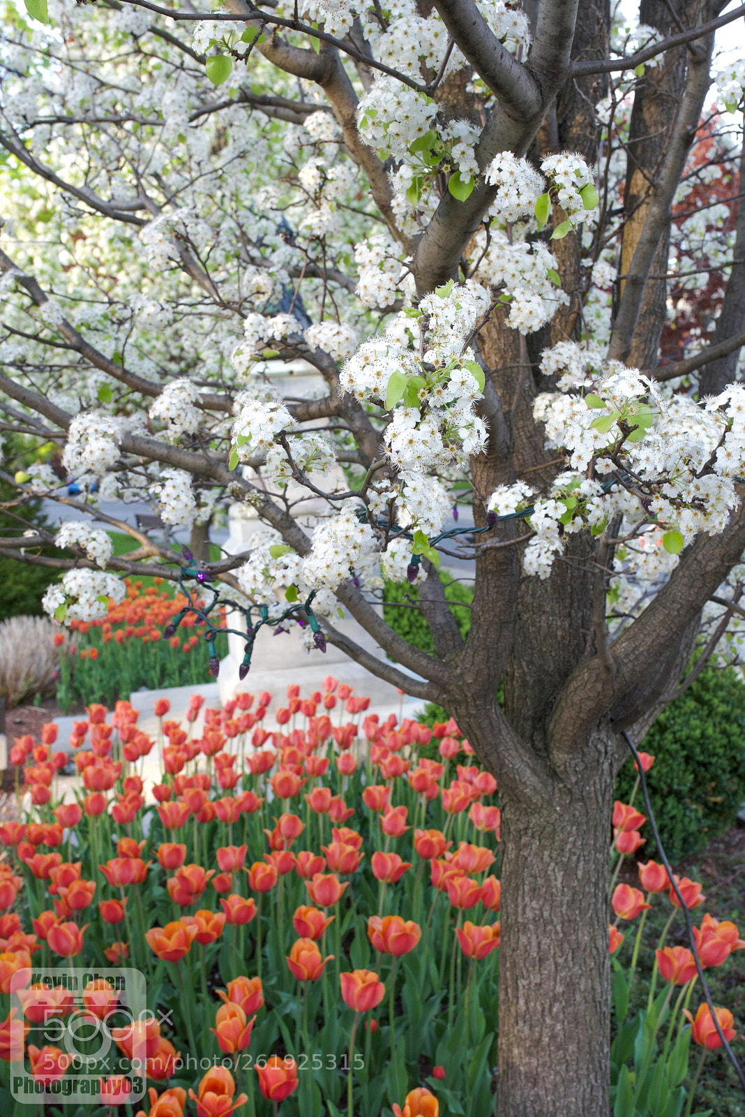 Nikon D810 sample photo. The flowers photography