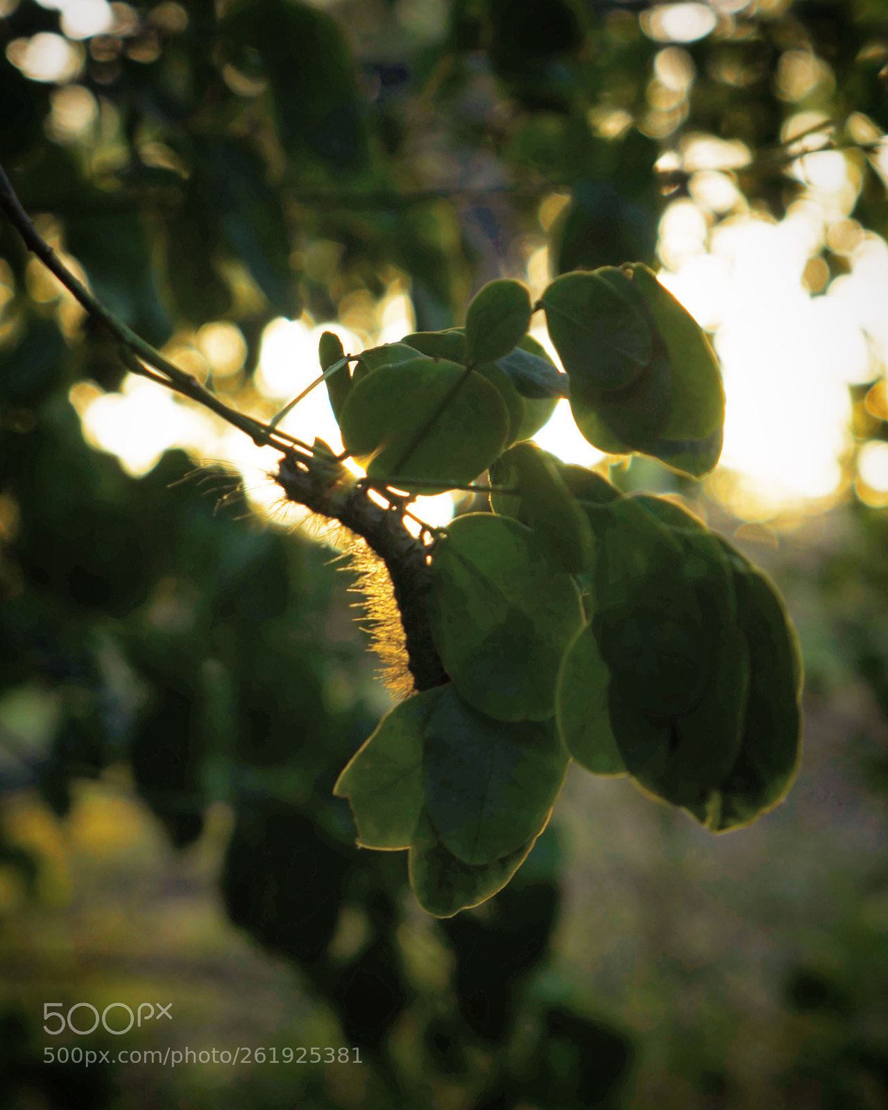 Panasonic Lumix DMC-G7 sample photo. Afternoon sun photography