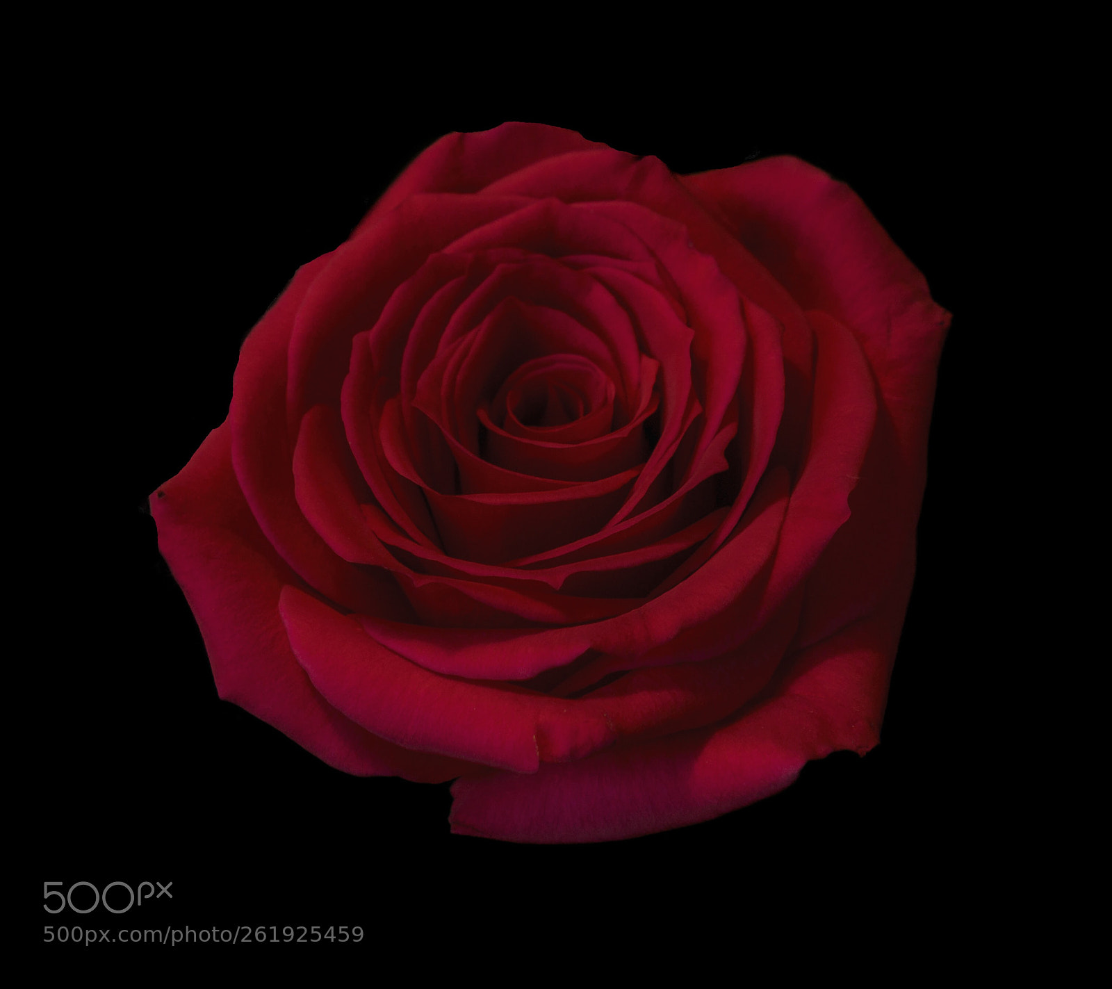 Sony a7R III sample photo. Rose composite  photography